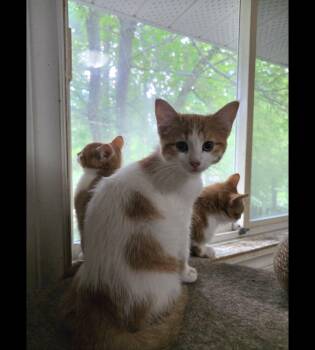 Rescue Domestic Short Hair Cats for Adoption in Spencerville, Ontario - Sunlight | PetCurious