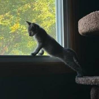 Mimi -  Domestic Short Hair Cat for Adoption in South Elgin, Illinois - Mimi | PetCurious