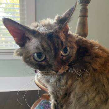 Rescue Devon Rex Cats for Adoption in Tulsa, Oklahoma - Tula Blue | PetCurious