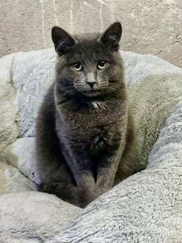 Rescue Domestic Short Hair and Russian Blue Cats for Adoption in Philadelphia, Pennsylvania - Pierre | PetCurious