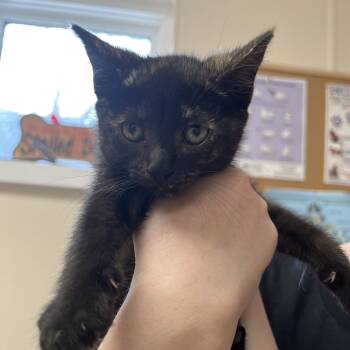 Rescue Domestic Short Hair Cats for Adoption - Siren | PetCurious