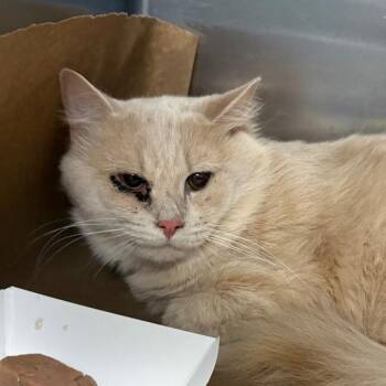 Osiris -  Domestic Medium Hair Cat for Adoption in Greenville, South Carolina - Osiris | PetCurious
