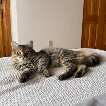 Fifi La Floof -  Domestic Short Hair Cat for Adoption in Gibsonia, Pennsylvania - Fifi La Floof | PetCurious