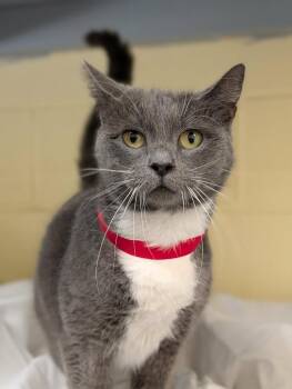 Domestic Short Hair Cats Available for Adoption in Kingsland, Georgia - Daisy Mae | PetCurious