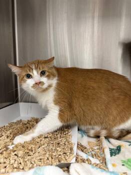 TOBBY -  Domestic Short Hair Cat for Adoption in Indianapolis, Indiana - TOBBY | PetCurious