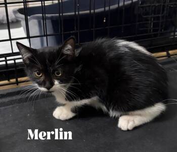 Merlin -  Domestic Short Hair and Manx Cat for Adoption in Alafaya, Florida - Merlin | PetCurious
