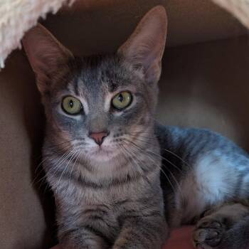 Rebel -  Domestic Short Hair Cat for Adoption in Lake Panasoffkee, Florida - Rebel | PetCurious