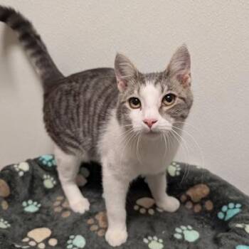 BW -  Domestic Short Hair Cat for Adoption in Rochester, Minnesota - BW | PetCurious