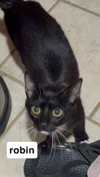 Nico Robin -  Domestic Short Hair Cat for Adoption in Johnson City, Tennessee - Nico Robin | PetCurious