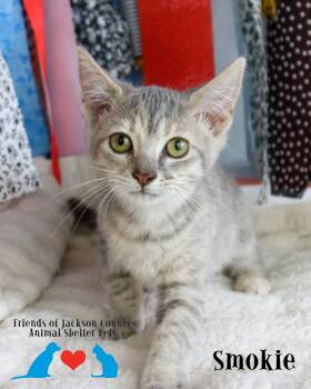 Smokie -  Domestic Short Hair Cat for Adoption in Ocean Springs, Mississippi - Smokie | PetCurious