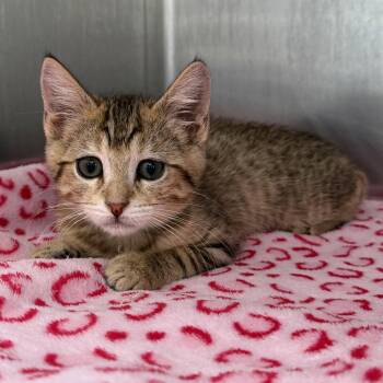Gigi (bonded w/ Llyan) -  Domestic Short Hair Cat for Adoption in Oakland, California - Gigi (bonded W/ Llyan) | PetCurious