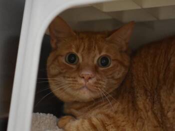 Domestic Short Hair Cats Available for Adoption in Portland, Oregon - Amber | PetCurious