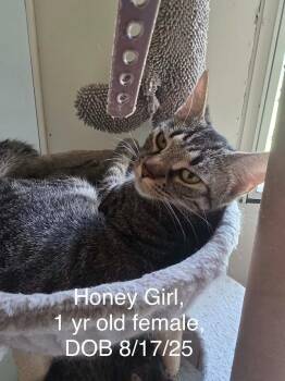 Honey Girl -  Domestic Short Hair Cat for Adoption in Glenfield, New York - Honey Girl | PetCurious