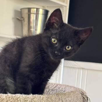 Blakely -  Domestic Short Hair Cat for Adoption in Santa Rosa, California - Blakely | PetCurious