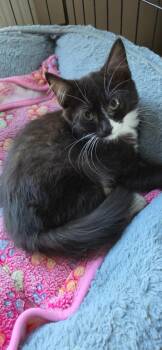 2026-89 Warrior -  Domestic Short Hair Cat for Adoption in Windsor, Connecticut - 2026-89 Warrior | PetCurious