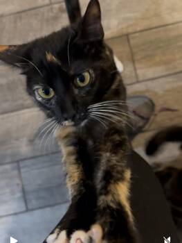 Rescue Calico Cats for Adoption in Blaine, Minnesota - Ceviche | PetCurious