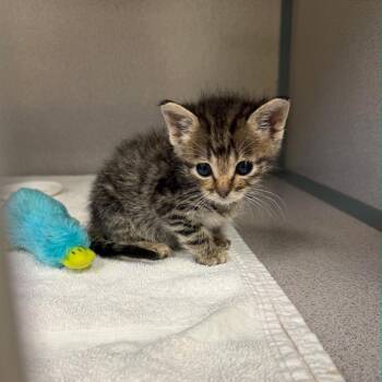 AFL-Stray-17867 -  Domestic Short Hair Cat for Adoption in Spring Hill, Kansas - AFL-Stray-17867 | PetCurious