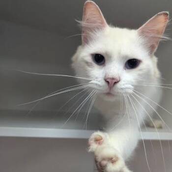 Fletcher -  Domestic Medium Hair Cat for Adoption in Jeffersonville, Indiana - Fletcher | PetCurious