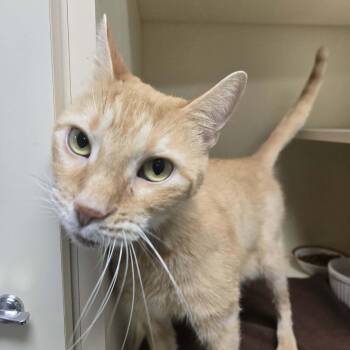Carrot -  Domestic Short Hair Cat for Adoption in Elyria, Ohio - Carrot | PetCurious