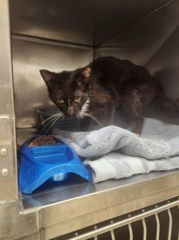 Tork -  Domestic Short Hair Cat for Adoption in Mocksville, North Carolina - Tork | PetCurious