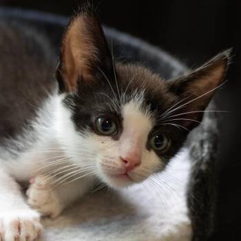 Dizzle -  Domestic Short Hair Cat for Adoption in Westminster, California - Dizzle | PetCurious