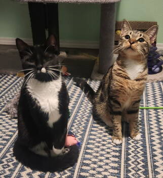 Rescue Domestic Short Hair Cats for Adoption in Battle Ground, Washington - Squeakers | PetCurious