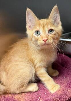 Cheez Whiz -  Domestic Short Hair Cat for Adoption in Sherwood, Arkansas - Cheez Whiz | PetCurious