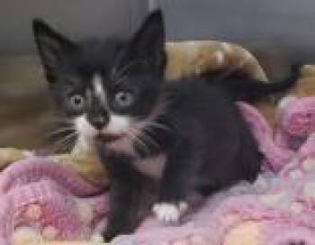 Domestic Short Hair Cats Available for Adoption in Salem, New Hampshire - Lilly  | PetCurious