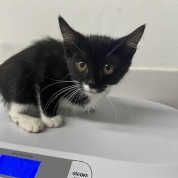 Thomas Lane -  Domestic Medium Hair Cat for Adoption in St. Louis, Missouri - Thomas Lane | PetCurious
