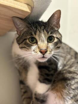 Bread & Butter Pickles -  Tabby and Domestic Short Hair Cat for Adoption in Dallas, Texas - Bread & Butter Pickles | PetCurious