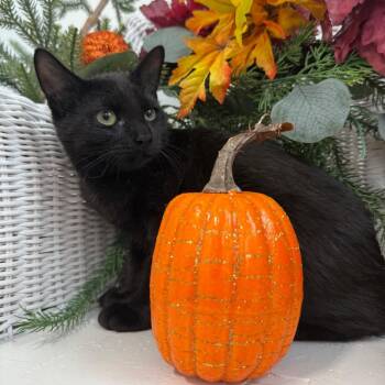 Rye Limon 56494 -  Domestic Short Hair Cat for Adoption in Eaton Rapids, Michigan - Rye Limon 56494 | PetCurious