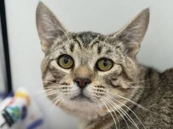 Domestic Short Hair Cats Available for Adoption in Portland, Oregon - Harvey | PetCurious