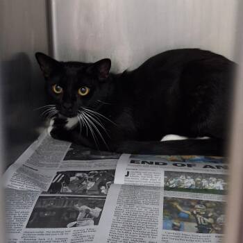 B.B. -  Domestic Short Hair Cat for Adoption in Auburn, Alabama - B.B. | PetCurious