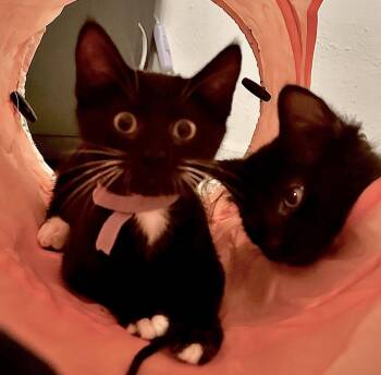 Eleanor -  Domestic Short Hair Cat for Adoption in Seal Beach, California - Eleanor | PetCurious