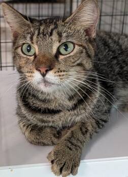 Luna -  Domestic Short Hair Cat for Adoption in St. Augustine, Florida - Luna | PetCurious