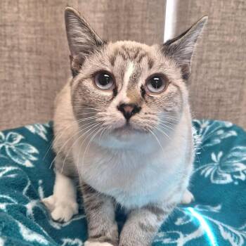 Rescue Domestic Short Hair Cats for Adoption in Cumming, Georgia - Nina | PetCurious