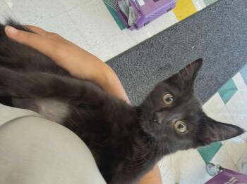 Rescue Domestic Short Hair Cats for Adoption in Oxford, Pennsylvania - Pop | PetCurious