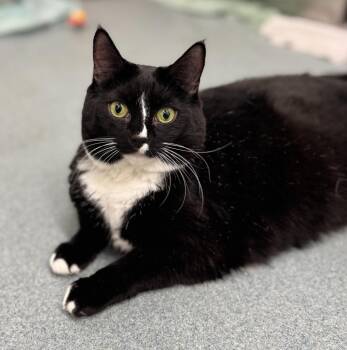 Maela -  Domestic Short Hair Cat Available for Adoption in Cumberland, Maine - Maela | PetCurious