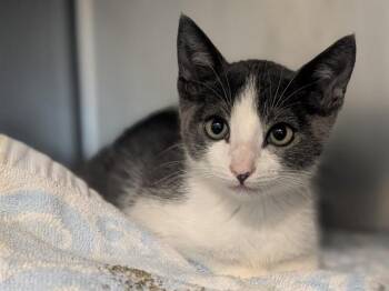 FELIX -  Domestic Short Hair Cat for Adoption in Palo Alto, California - FELIX | PetCurious