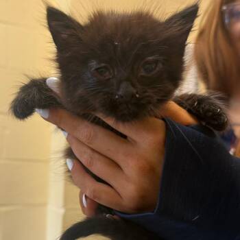 Domestic Short Hair Cats Available for Adoption in Corinth, Mississippi - Meadow | PetCurious
