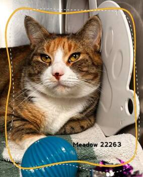 MEADOW -  Domestic Short Hair Cat for Adoption in Marietta, Georgia - MEADOW | PetCurious