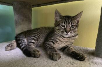 Ralph -  Domestic Short Hair Cat Available for Adoption - Ralph | PetCurious