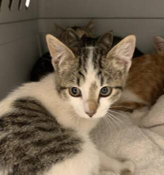 Marceline -  Domestic Short Hair Cat for Adoption in Santa Rosa, California - Marceline | PetCurious