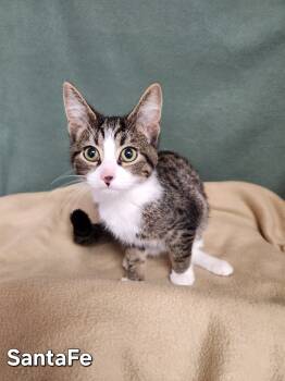 Rescue Domestic Short Hair Cats for Adoption in Wabash, Indiana - SantaFe | PetCurious