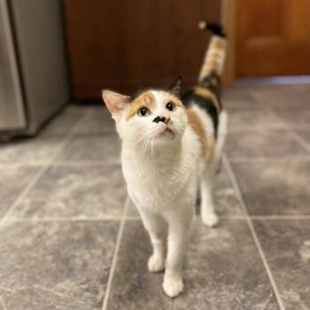 TNVR 002 26 Bridgette -  Domestic Short Hair Cat for Adoption in Woodstock, Ontario - TNVR 002 26 Bridgette | PetCurious