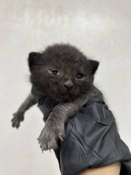 Rescue Domestic Short Hair Cats for Adoption in San Bernardino, California - MACK | PetCurious