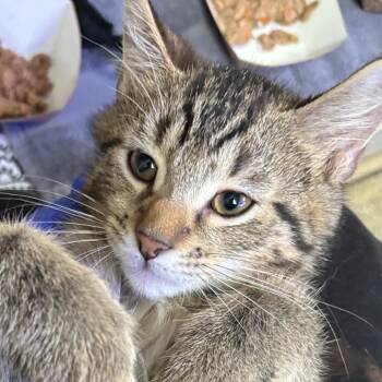 Domestic Medium Hair Cats Available for Adoption in Wantagh, New York - Valerian | PetCurious