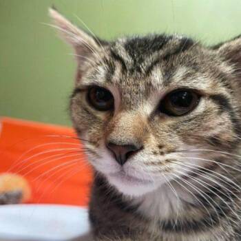 Domestic Short Hair Cats Available for Adoption - Pam | PetCurious