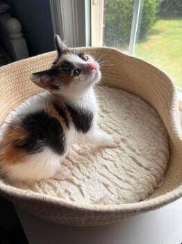 Birdie: Not at shelter (Nicole) -  Domestic Short Hair Cat for Adoption in Rustburg, Virginia - Birdie: Not At Shelter (Nicole) | PetCurious
