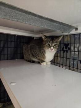 Domestic Short Hair Cats Available for Adoption - Bahama Mama | PetCurious